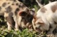 /album/fotogalerie-kune-kune-prasatka/a17904246-1407406542652637-915924262974522043-n-jpg/