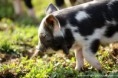 /album/fotogalerie-kune-kune-prasatka/a17759832-1407407102652581-2384593834892613768-n-jpg/