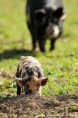 /album/fotogalerie-kune-kune-prasatka/a17814371-1407405825986042-8508288921738421899-o-jpg/