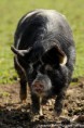/album/fotogalerie-kune-kune-prasatka/a17814403-1407405989319359-5151386116599149119-o-jpg/