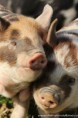 /album/fotogalerie-kune-kune-prasatka/a17855374-1407406392652652-2078365569712519775-o-jpg/