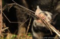 /album/fotogalerie-kune-kune-prasatka/a17861805-1407407019319256-5157404891443105725-n-jpg/