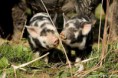 /album/fotogalerie-kune-kune-prasatka/a17883583-1407408299319128-2993510635824688872-n-jpg/
