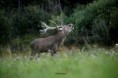 /album/fotogalerie-2019/a70595144-2658639450848205-2359120360533655552-o-jpg/